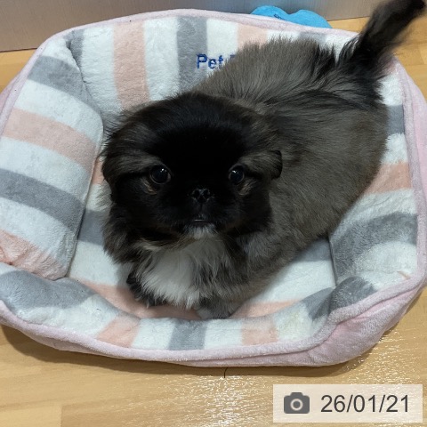 埼玉県のペキニーズ (ペットプラス 与野店/2025年11月15日生まれ/男の子/フォーンホワイト)の子犬の3枚目の画像