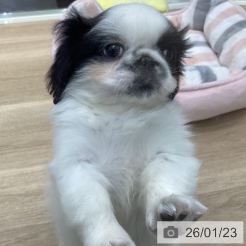 茨城県のペキニーズ (ペットプラス つくば店/2025年11月15日生まれ/男の子/ホワイトブラック)の子犬の3枚目の画像