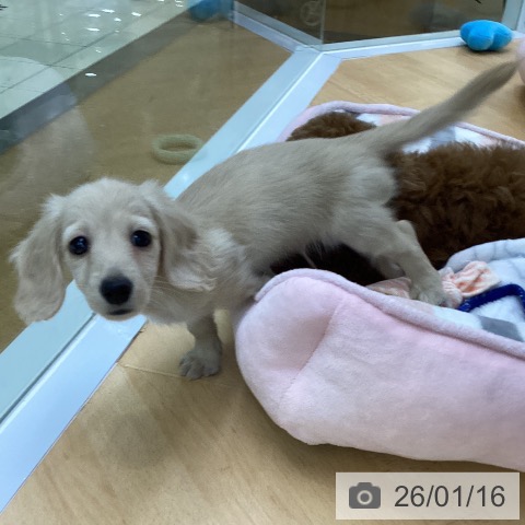 埼玉県のミニチュアダックスフンド(ロング) (ペットプラス 羽生店/2025年11月14日生まれ/男の子/イエロー)の子犬の4枚目の画像