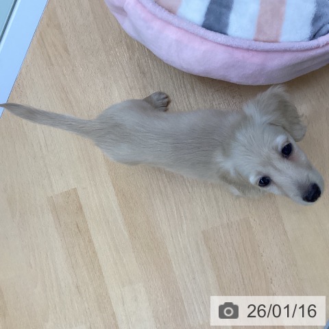 埼玉県のミニチュアダックスフンド(ロング) (ペットプラス 羽生店/2025年11月14日生まれ/男の子/イエロー)の子犬の3枚目の画像