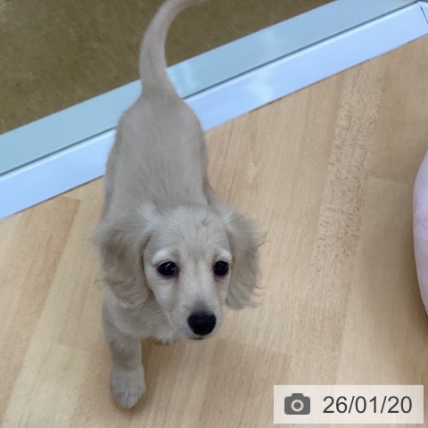 埼玉県のミニチュアダックスフンド(ロング) (ペットプラス 羽生店/2025年11月14日生まれ/男の子/イエロー)の子犬の3枚目の画像