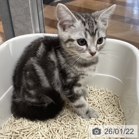 埼玉県のアメリカンショートヘアー (ペットプラス 浦和美園店/2025年11月15日生まれ/男の子/シルバータビー)の子猫の4枚目の画像