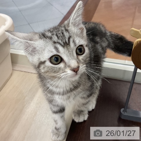 埼玉県のアメリカンショートヘアー (ペットプラス 浦和美園店/2025年11月15日生まれ/男の子/シルバータビー)の子猫の4枚目の画像