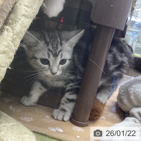 埼玉県のアメリカンショートヘアー (ペットプラス 浦和美園店/2025年11月15日生まれ/男の子/シルバータビー)の子猫の3枚目の画像