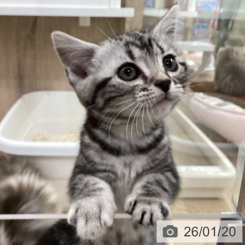 アメリカンショートヘアの写真