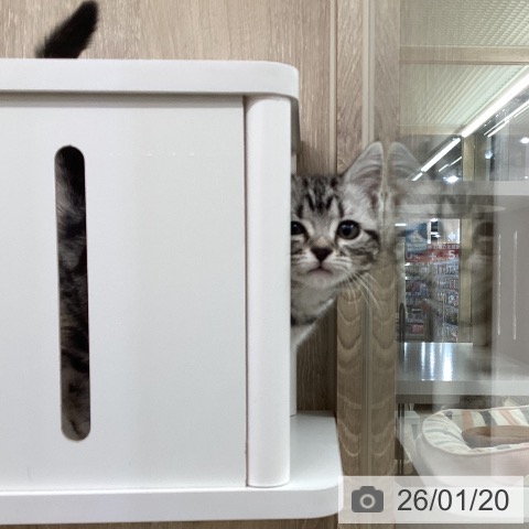 茨城県のアメリカンショートヘアー (ペットプラス つくば店/2025年11月15日生まれ/女の子/シルバータビー)の子猫の4枚目の画像