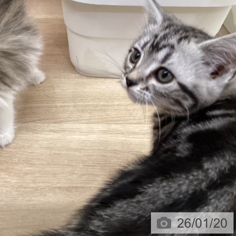 茨城県のアメリカンショートヘアー (ペットプラス つくば店/2025年11月15日生まれ/女の子/シルバータビー)の子猫の3枚目の画像