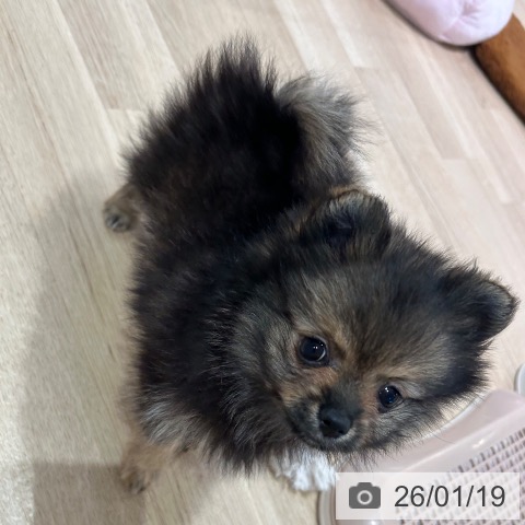 神奈川県のポメラニアン (ペットプラス ゆめが丘ソラトス店/2025年11月15日生まれ/女の子/オレンジセーブル)の子犬の4枚目の画像