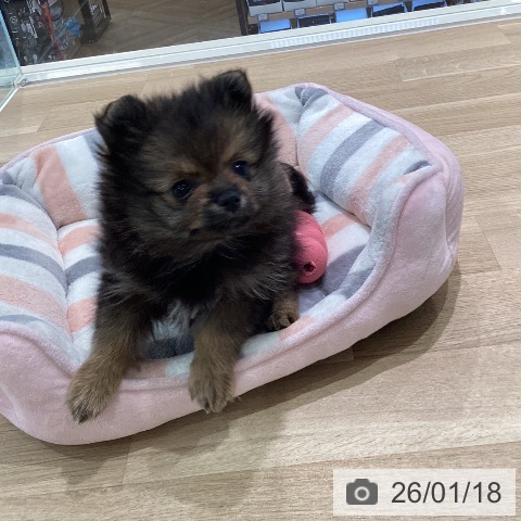 神奈川県のポメラニアン (ペットプラス ゆめが丘ソラトス店/2025年11月15日生まれ/女の子/オレンジセーブル)の子犬の3枚目の画像