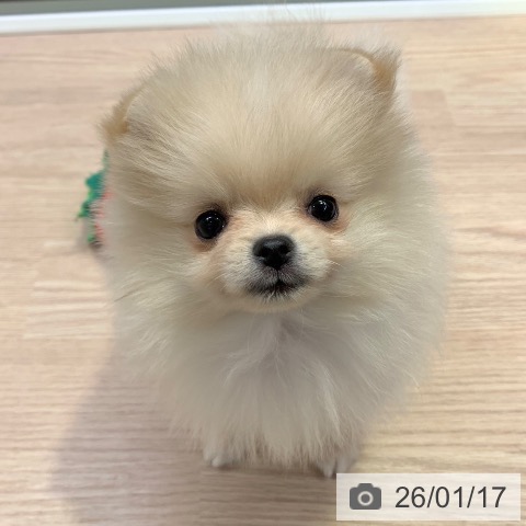 千葉県のポメラニアン (ペットプラス 幕張新都心店/2025年11月15日生まれ/女の子/クリーム)の子犬の3枚目の画像