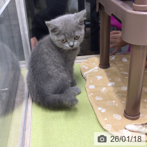 埼玉県のブリティッシュショートヘアー (ペットプラス 浦和美園店/2025年11月10日生まれ/男の子/ブルー)の子猫の4枚目の画像