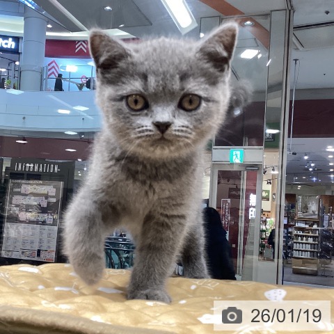 ブリティッシュショートヘアの写真