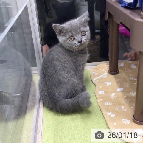 埼玉県のブリティッシュショートヘアー (ペットプラス 浦和美園店/2025年11月10日生まれ/男の子/ブルー)の子猫の3枚目の画像