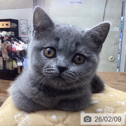 ブリティッシュショートヘアの写真