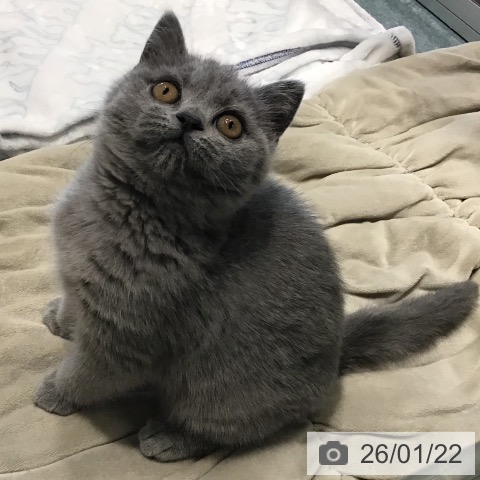 埼玉県のブリティッシュショートヘアー (ペットプラス コクーンシティ店/2025年11月10日生まれ/女の子/ブルー)の子猫の4枚目の画像