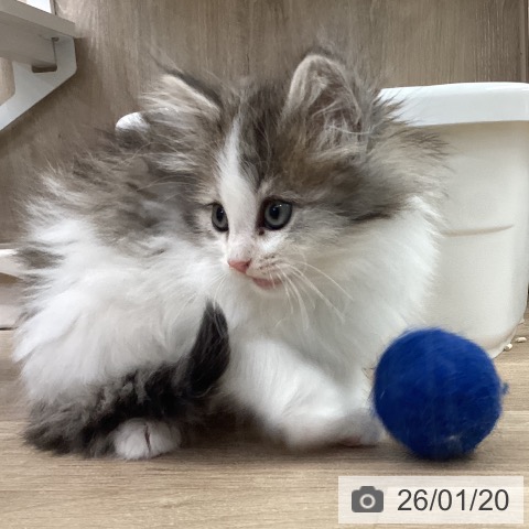 茨城県のノルウェージャンフォレストキャット (ペットプラス つくば店/2025年11月16日生まれ/女の子/ブラウンマッカレルタビーホワイト)の子猫の4枚目の画像