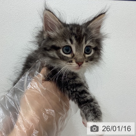 埼玉県のノルウェージャンフォレストキャット (ペットプラス ピオニウォーク東松山店/2025年11月16日生まれ/男の子/ブラウンマッカレルタビーホワイト)の子猫の3枚目の画像