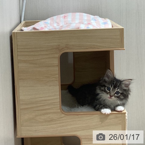 埼玉県のノルウェージャンフォレストキャット (ペットプラス ピオニウォーク東松山店/2025年11月16日生まれ/男の子/ブラウンマッカレルタビーホワイト)の子猫の4枚目の画像