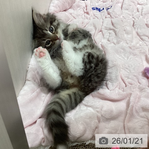 埼玉県のノルウェージャンフォレストキャット (ペットプラス ピオニウォーク東松山店/2025年11月16日生まれ/男の子/ブラウンマッカレルタビーホワイト)の子猫の4枚目の画像