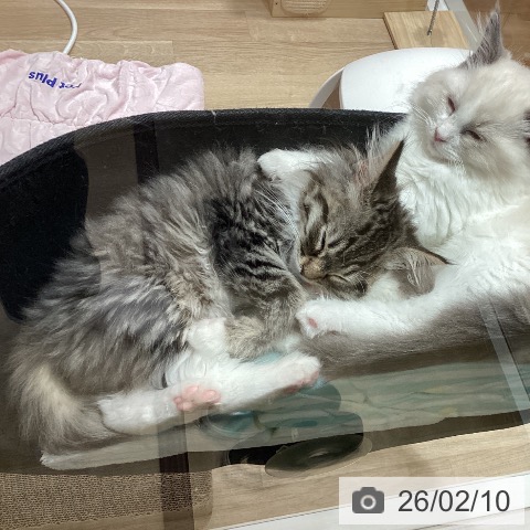 埼玉県のノルウェージャンフォレストキャット (ペットプラス ピオニウォーク東松山店/2025年11月16日生まれ/男の子/ブラウンマッカレルタビーホワイト)の子猫の4枚目の画像