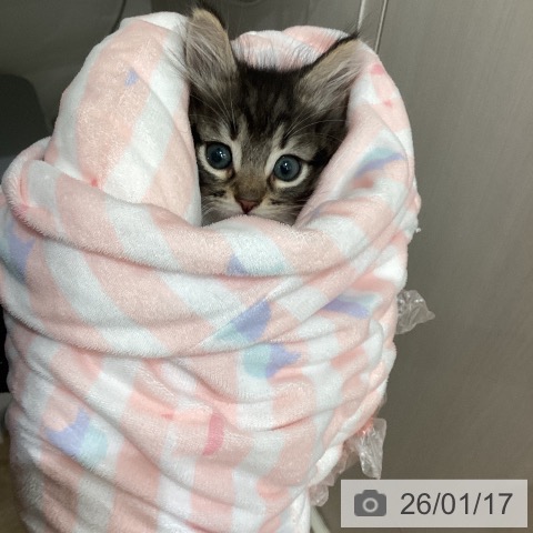 埼玉県のノルウェージャンフォレストキャット (ペットプラス ピオニウォーク東松山店/2025年11月16日生まれ/男の子/ブラウンマッカレルタビーホワイト)の子猫の3枚目の画像