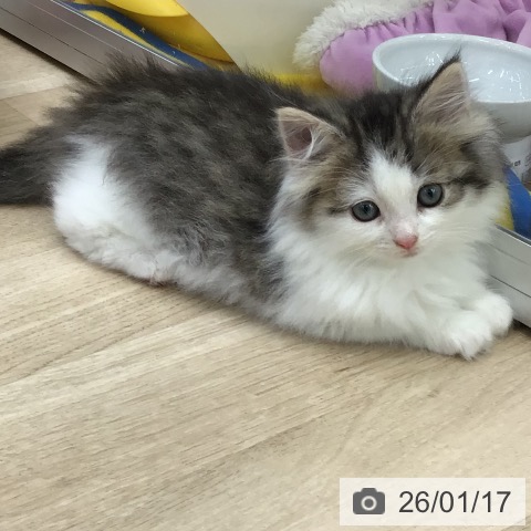 福島県のノルウェージャンフォレストキャット (ペットプラス 福島店/2025年11月16日生まれ/男の子/ブラウンマッカレルタビーホワイト)の子猫の3枚目の画像