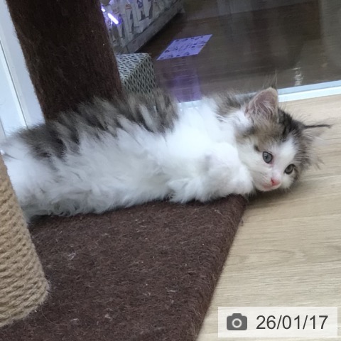 福島県のノルウェージャンフォレストキャット (ペットプラス 福島店/2025年11月16日生まれ/男の子/ブラウンマッカレルタビーホワイト)の子猫の3枚目の画像