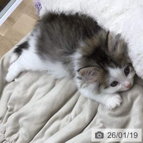 福島県のノルウェージャンフォレストキャット (ペットプラス 福島店/2025年11月16日生まれ/男の子/ブラウンマッカレルタビーホワイト)の子猫の4枚目の画像