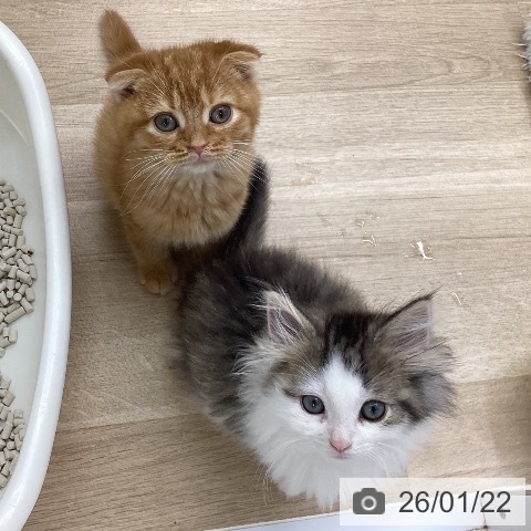 福島県のノルウェージャンフォレストキャット (ペットプラス 福島店/2025年11月16日生まれ/男の子/ブラウンマッカレルタビーホワイト)の子猫の3枚目の画像