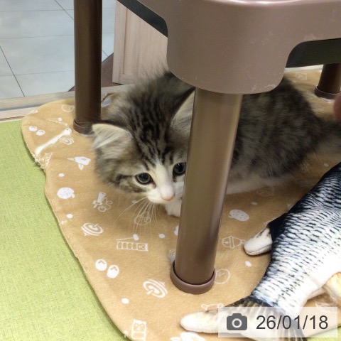 埼玉県のノルウェージャンフォレストキャット (ペットプラス 浦和美園店/2025年11月16日生まれ/男の子/ブラウンマッカレルタビーホワイト)の子猫の4枚目の画像