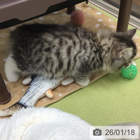 埼玉県のノルウェージャンフォレストキャット (ペットプラス 浦和美園店/2025年11月16日生まれ/男の子/ブラウンマッカレルタビーホワイト)の子猫の3枚目の画像