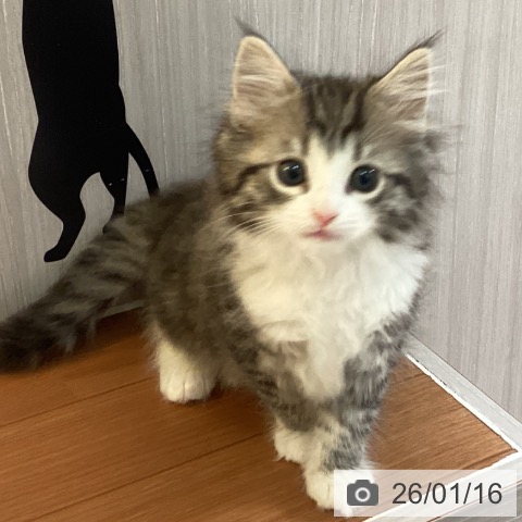 埼玉県のノルウェージャンフォレストキャット (ペットプラス イオンモール春日部店/2025年11月16日生まれ/女の子/ブラウンマッカレルタビーホワイト)の子猫の3枚目の画像