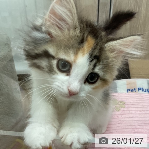 埼玉県のノルウェージャンフォレストキャット (ペットプラス 与野店/2025年11月16日生まれ/女の子/ブラウンパッチドマッカレルタビーホワイト)の子猫の4枚目の画像