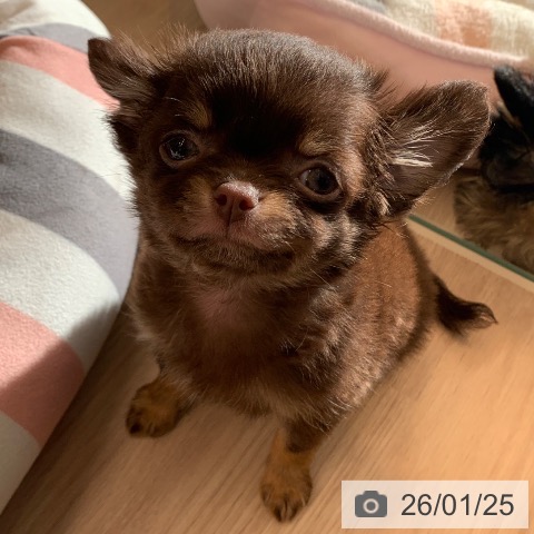 千葉県のチワワ(ロング) (ペットプラス 幕張新都心店/2025年11月20日生まれ/男の子/チョコレートタン)の子犬の3枚目の画像
