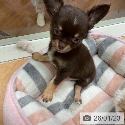 千葉県のチワワ(ロング) (ペットプラス 成田店/2025年11月20日生まれ/男の子/チョコレートタンホワイト)の子犬の4枚目の画像