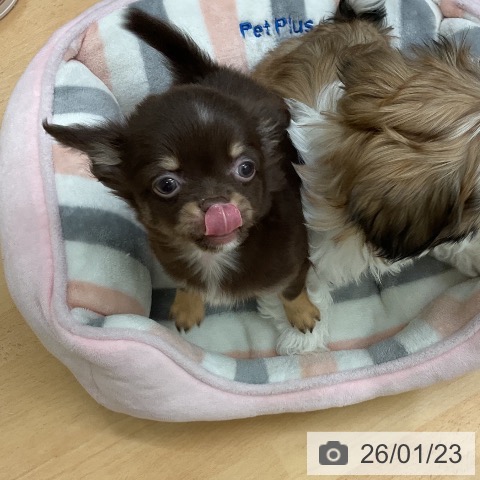 千葉県のチワワ(ロング) (ペットプラス 成田店/2025年11月20日生まれ/男の子/チョコレートタンホワイト)の子犬の3枚目の画像