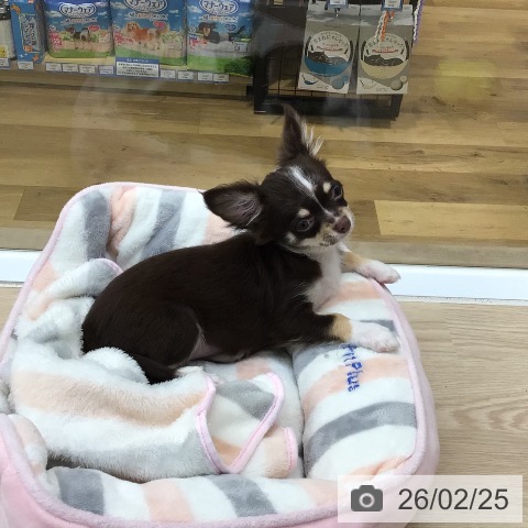 埼玉県のチワワ(ロング) (ペットプラス 八潮店/2025年11月20日生まれ/女の子/チョコレートタンホワイト)の子犬の3枚目の画像