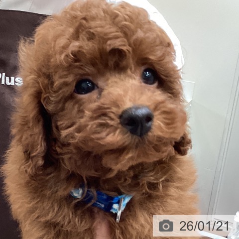 埼玉県のトイプードル(トイ) (ペットプラス イオンモール春日部店/2025年11月16日生まれ/男の子/レッドフォーン)の子犬の3枚目の画像