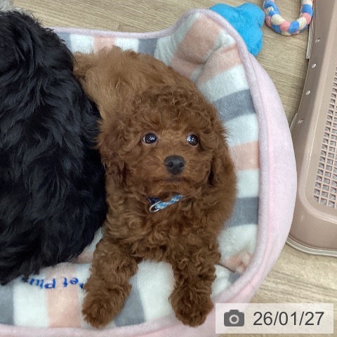 埼玉県のトイプードル(トイ) (ペットプラス イオンモール春日部店/2025年11月16日生まれ/男の子/レッドフォーン)の子犬の3枚目の画像