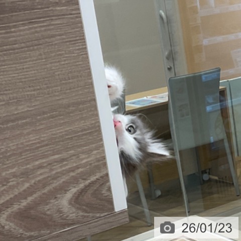 福岡県のノルウェージャンフォレストキャット (ペットプラス ららぽーと福岡店/2025年11月17日生まれ/男の子/ブルーマッカレルタビーホワイト)の子猫の4枚目の画像