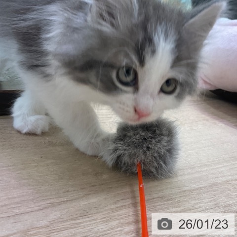 福岡県のノルウェージャンフォレストキャット (ペットプラス ららぽーと福岡店/2025年11月17日生まれ/男の子/ブルーマッカレルタビーホワイト)の子猫の3枚目の画像