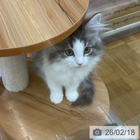 東京都のノルウェージャンフォレストキャット (ペッツワン 南砂町SUNAMO店/2025年11月17日生まれ/女の子/ブルーマッカレルタビーホワイト)の子猫の4枚目の画像