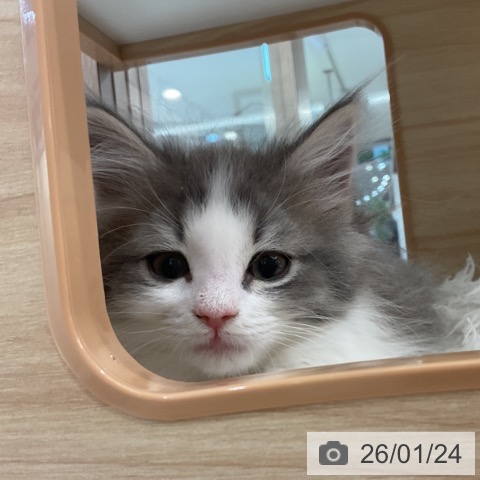 東京都のノルウェージャンフォレストキャット (ペットプラス アクアシティお台場店/2025年11月17日生まれ/女の子/ブルーマッカレルタビーホワイト)の子猫の3枚目の画像