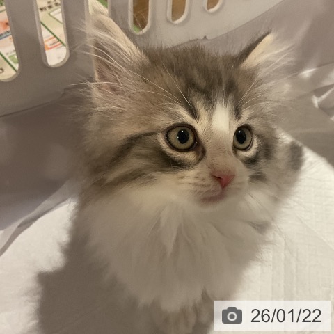 ノルウェージャンフォレストキャットの写真