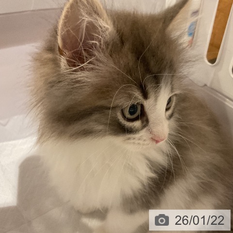 福岡県のノルウェージャンフォレストキャット (ペットプラス 八幡東店/2025年11月17日生まれ/女の子/ブルーマッカレルタビーホワイト)の子猫の4枚目の画像