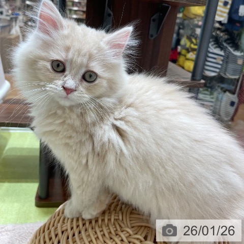 神奈川県のラガマフィン (ペットプラス テラスモール湘南店/2025年11月16日生まれ/女の子/クリームタビー)の子猫の4枚目の画像