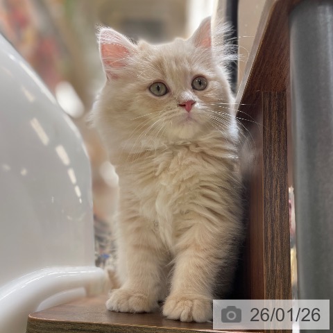 神奈川県のラガマフィン (ペットプラス テラスモール湘南店/2025年11月16日生まれ/女の子/クリームタビー)の子猫の3枚目の画像