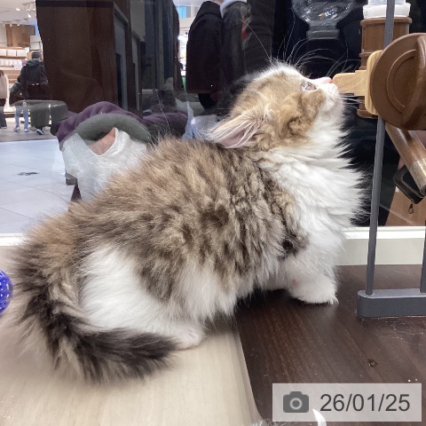 埼玉県のマンチカン (ペットプラス 浦和美園店/2025年11月21日生まれ/女の子/ブラウンタビーホワイト)の子猫の4枚目の画像