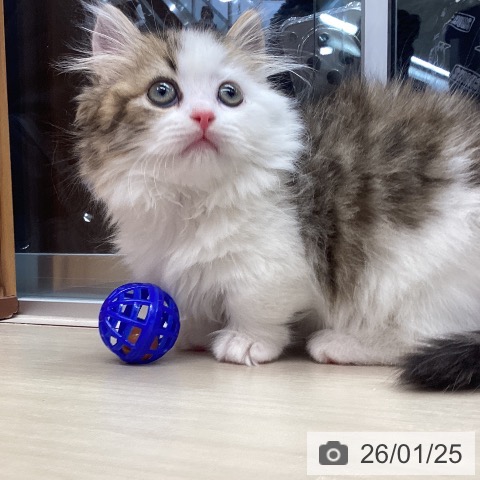 埼玉県のマンチカン (ペットプラス 浦和美園店/2025年11月21日生まれ/女の子/ブラウンタビーホワイト)の子猫の3枚目の画像