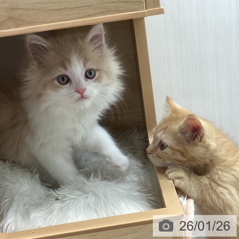 宮城県のラガマフィン (ペットプラス 仙台上杉店/2025年11月20日生まれ/男の子/クリームタビーホワイト)の子猫の4枚目の画像